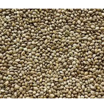 Fresh Hemp Seeds
